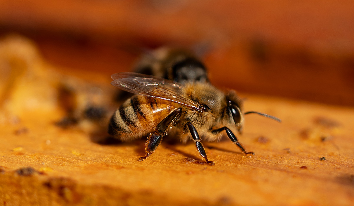 A macro, shallow depth-of-field photograph capturing a honeybee resting on a warm, golden-brown wooden surface, likely part of a beehive frame