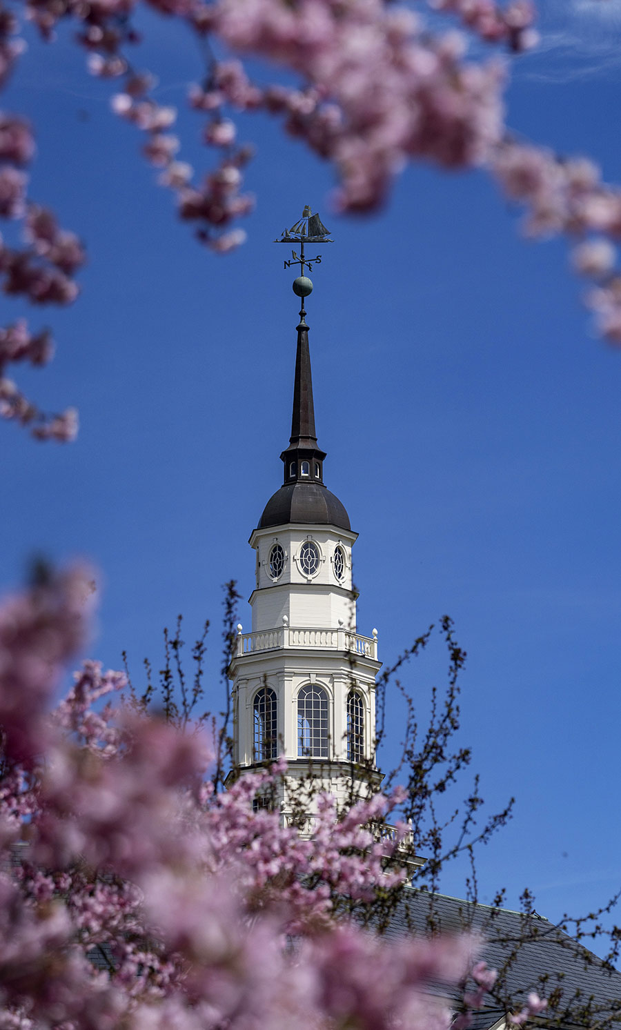 A white building steeple with a ship weather vane on top is framed by vibrant pink spring blossoms against a clear blue sky.