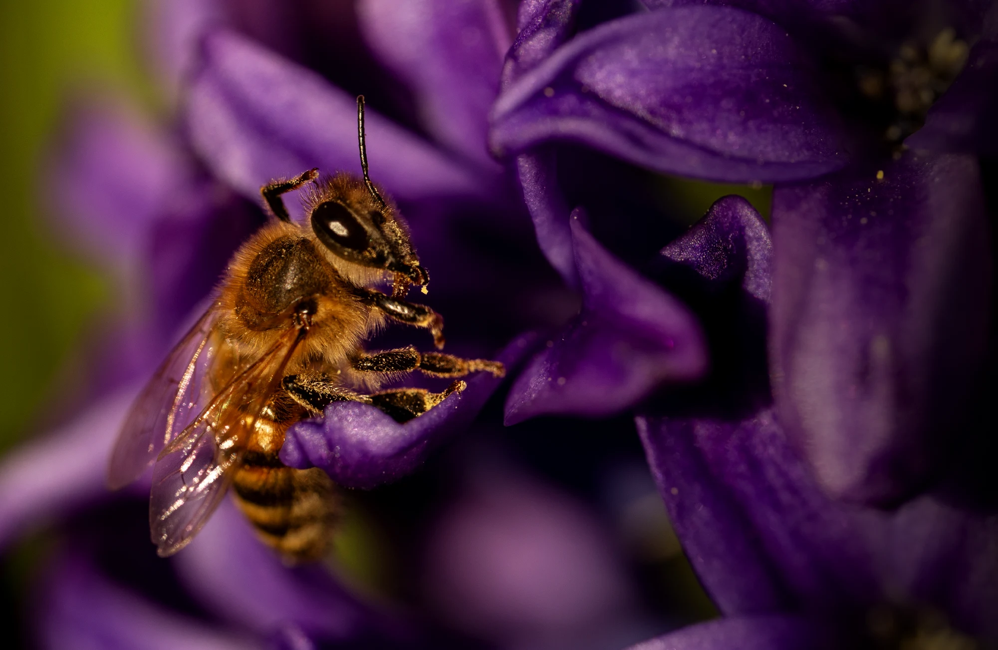 Extreme macro photograph of a single honeybee dusted in pollen, resting on deep purple hyacinth petals.