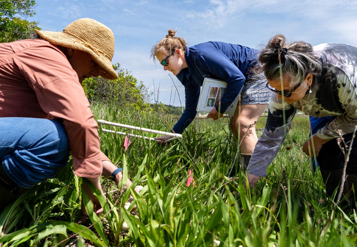 Cait Cleaver, Bev Johnson, and Natalie Michelle crouch in a grassy marsh. Cleaver places a white square PVC grid over a patch of grass to inspect it.