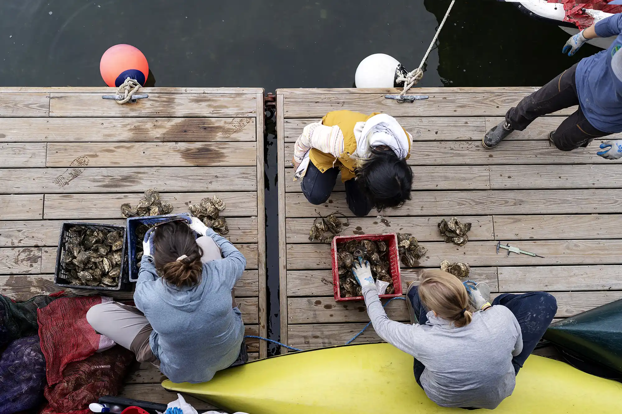 Overhead view of Helena Tatgenhorst, Maddy Lin, and Cait Cleaver kneeling on a wooden dock, sorting through piles of oysters in plastic crates next to water.
