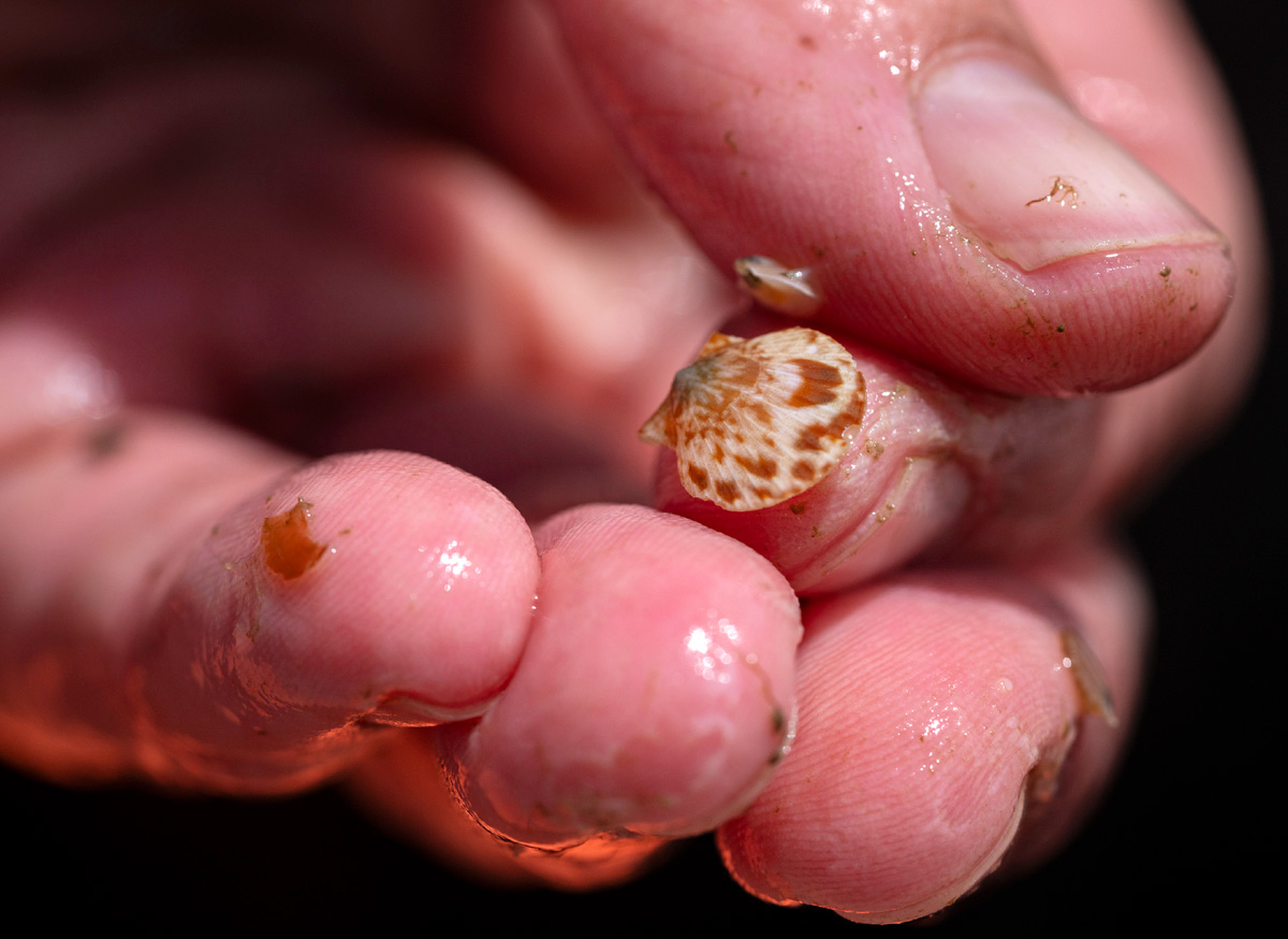 Extreme close-up of a person's wet fingers holding a tiny, speckled brown-and-white shell.